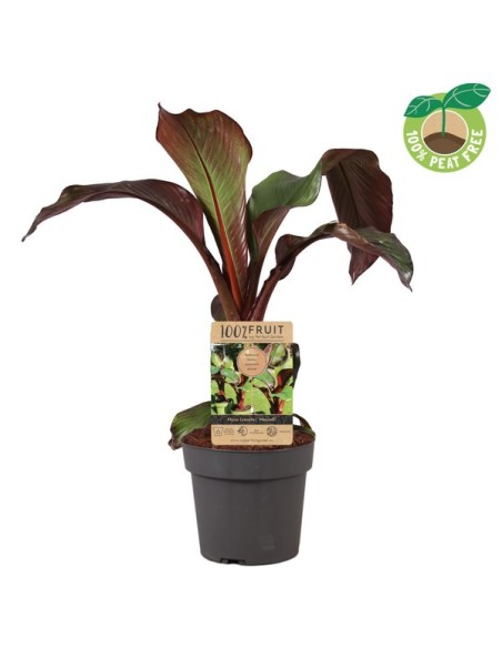 Musa Ensete Maurelli M21 | Planta Tropical Roja de Gran Tamaño