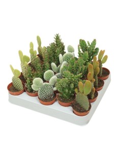 Opuntia Mix M10.5 | Cactus Decorativos y Resistentes | Endanea Garden