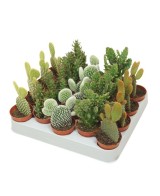 Opuntia Mix M10.5 | Cactus Decorativos y Resistentes | Endanea Garden