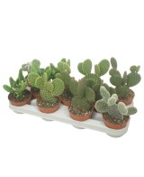 Opuntia Mix M10.5 | Cactus Decorativos y Resistentes | Endanea Garden