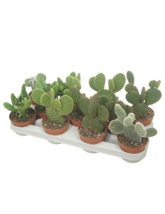 Opuntia Mix M5.5 | Pequeños Cactus Decorativos y Resistentes
