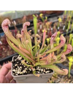 Sarracenia Psittacina Wirgleyena M9 Planta Carnívora Exótica y Compacta