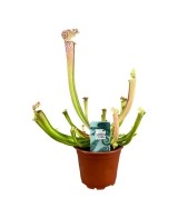 Sarracenia Readii Famhamii M9 Planta Carnívora Roja Maceta M9