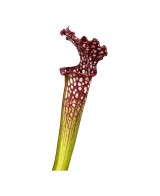 Sarracenia Readii Famhamii M9 Planta Carnívora Roja Maceta M9