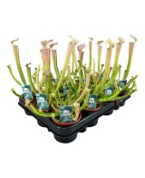 Sarracenia Readii Famhamii M9 Planta Carnívora Roja Maceta M9