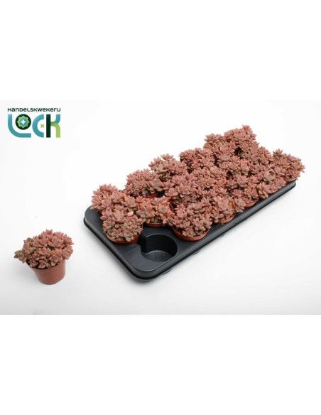 Sedum Bordeauxhart M8.5 suculenta resistente hojas burdeos planta decorativa para interiores y terrazas
