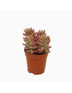 Sedum Rubrotnctum Aurora M5.5 suculenta compacta hojas verdes y rojas planta fácil cuidado
