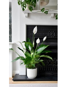 Spathiphyllum Verdi M17 Planta de Interior Elegante y Fácil de Cuidar