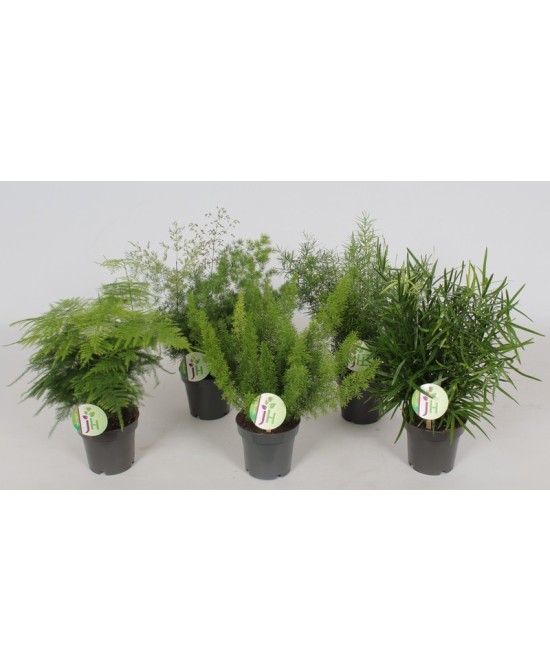 Planta Asparagus M12 decoración natural fácil cuidado para interiores y exteriores