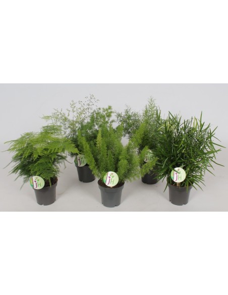 Planta Asparagus M12 decoración natural fácil cuidado para interiores y exteriores