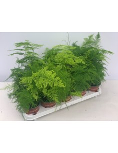 Asparagus Plumosus M12 planta ornamental follaje fino decoración interior exterior