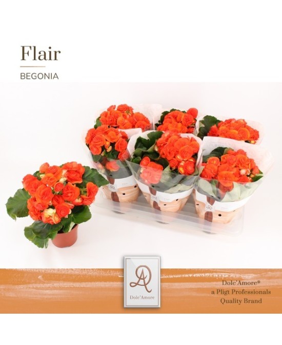 Begonia El Reina M14 Naranja Planta Ornamental de Floración Abundante