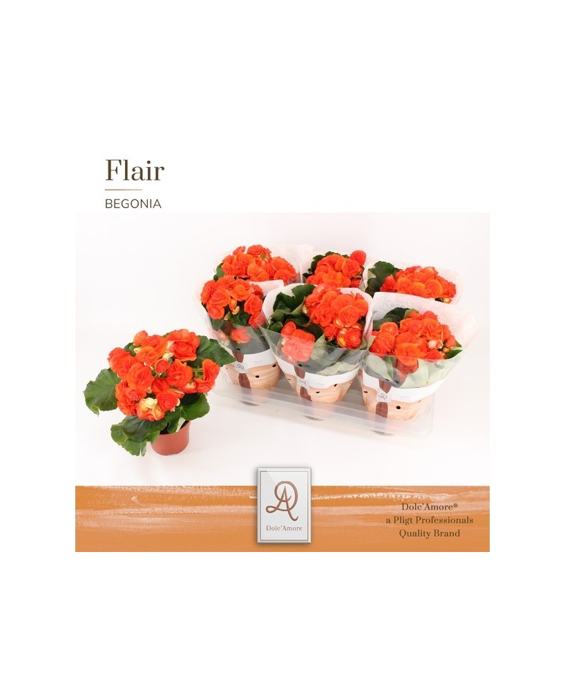 Begonia El Reina M14 Naranja Planta Ornamental de Floración Abundante