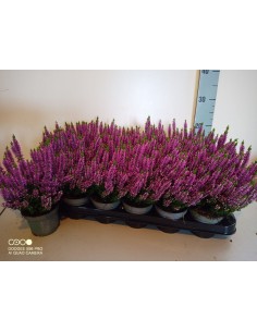 Calluna Vulgaris Beauty Ladies M9 Púrpura para jardín y terraza