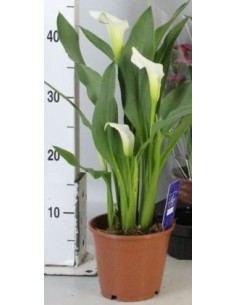 Zantedeschia White M14 Planta Ornamental con Flores Blancas Elegantes para Jardines y Terrazas
