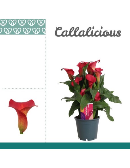 Zantedeschia Red M14 planta ornamental flores rojas trompeta para jardín y terraza