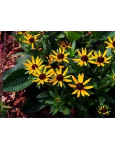 Rudbeckia Little Gostar M21 Amarilla Planta Ornamental Flores Amarillas Jardín Terraza