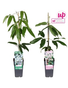 Clematis Mix Evergreen M15 planta trepadora perenne con flores y follaje siempre verde