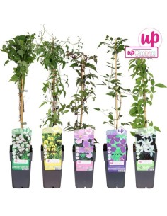 Clematis Mix Small Flowers M15 planta trepadora con flores pequeñas colores vibrantes