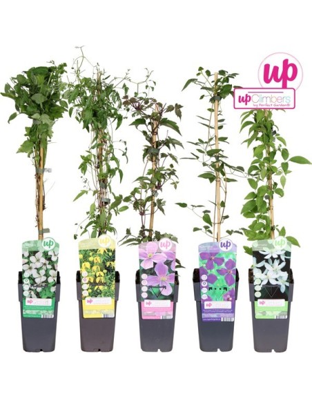 Clematis Mix Small Flowers M15 planta trepadora con flores pequeñas colores vibrantes