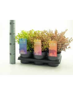 Coprosma Mix Color Festival M15 planta ornamental multicolor para jardines balcones y terrazas