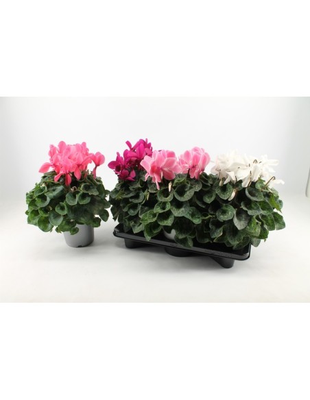 Cyclamen Mammoth Rojo XXL M17 planta ornamental flores grandes roja para jardín terraza balcón