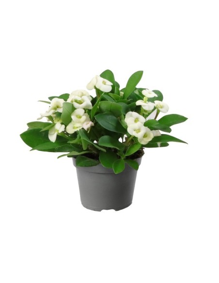 Euphorbia Milli Hector M6 Blanca planta ornamental resistente y elegante