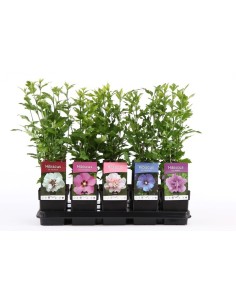 Hibiscus Syr Mix M13 Planta Ornamental con Flores Coloridas para Jardines y Terrazas