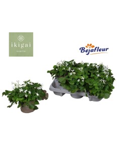 Oxalis Triangularis Papillonacea M12 Blanco planta ornamental hojas blancas fácil cuidado