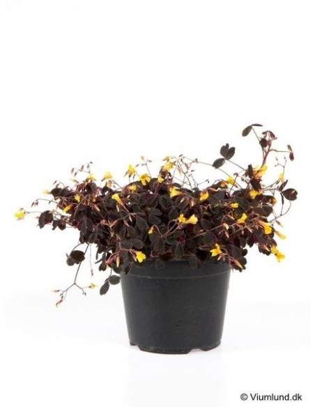 Oxalis Vulcan Red M14 planta ornamental hojas rojas fácil cuidado para interiores y exteriores