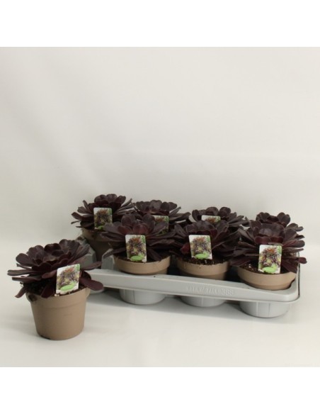 Aeonium Arboreum M14 planta suculenta con rosetas verdes para jardines y terrazas