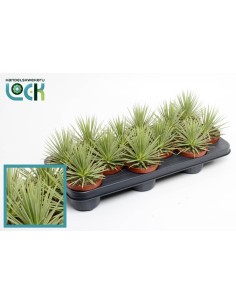 Agave Stricta Nana M10.5 planta suculenta compacta para jardín y terraza