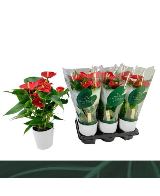 Anthurium Andr Aristo Rojo con Maceta Cerámica Blanca M12 Planta Decorativa de Interior
