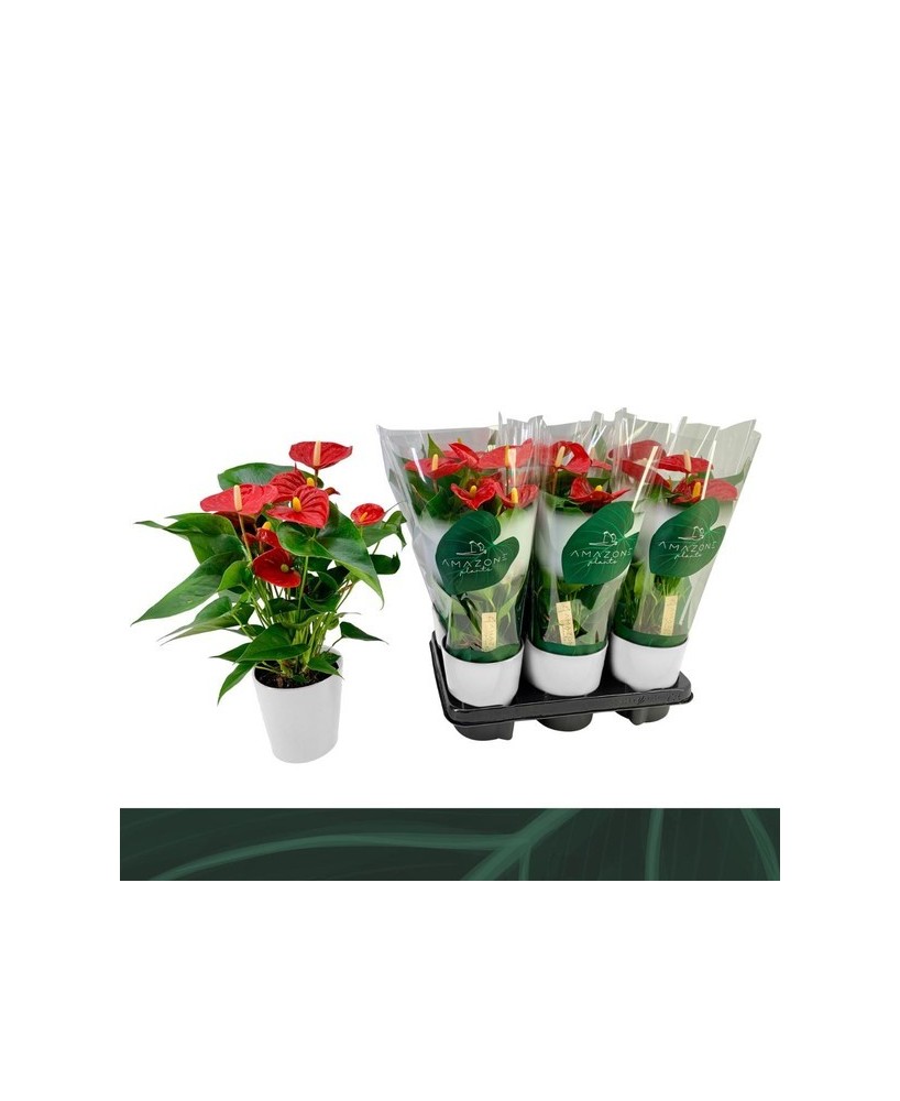 Anthurium Andr Aristo Rojo con Maceta Cerámica Blanca M12 Planta Decorativa de Interior