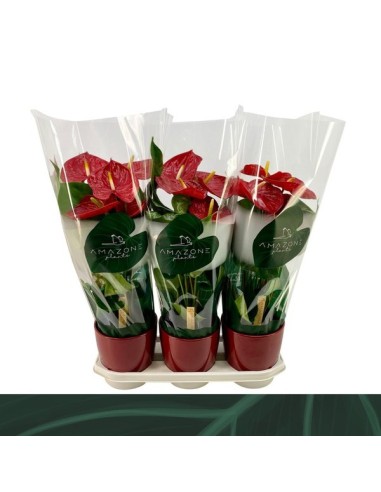 Anthurium Andr Madural Ceramic M17 Rojo planta decorativa interior flores rojas maceta cerámica