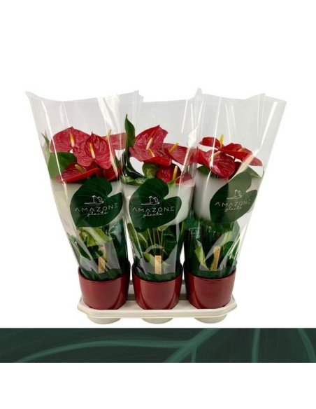 Anthurium Andr Madural Ceramic M17 Rojo planta decorativa interior flores rojas maceta cerámica