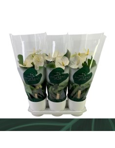 Anthurium Andr Samora Ceramic White M17 Planta Decorativa Interior con Espádice Rojo