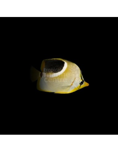 CHAETODON EPHIPPIUM SM