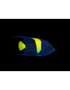 POMACANTHUS ASFUR - ASFUR ANGEL ME