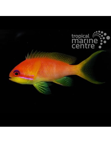 ANTHIAS SQUAMIPINNIS ME