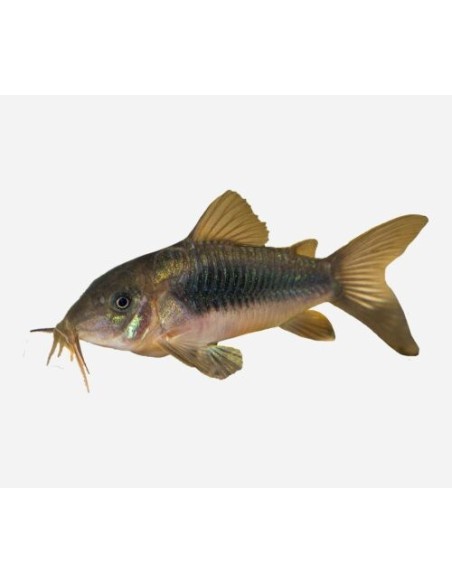 CORYDORAS AENEUS 2.5-3CM
