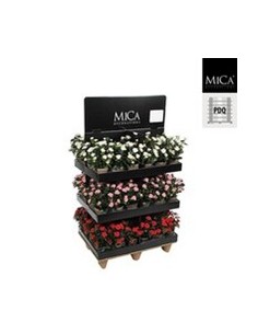 ROSAL ROJO 11.5X33CM EN MACETA