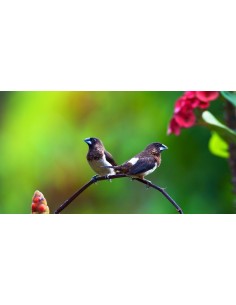 ISABELITA DEL JAPON, Lonchura Domestica