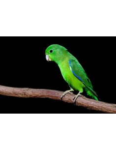 FORPUS LORITO CELESTIAL