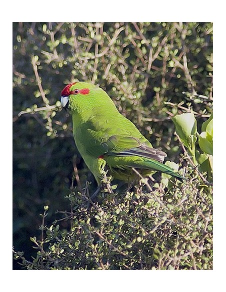 KAKARIKI VERDE