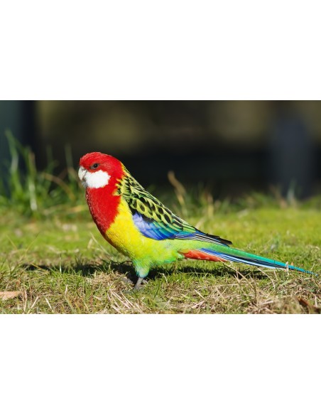 ROSELLA ROJA-PLATYCERCUS EXIMIUS