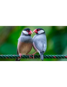 GORRION DE JAVA, Padda Orizivora