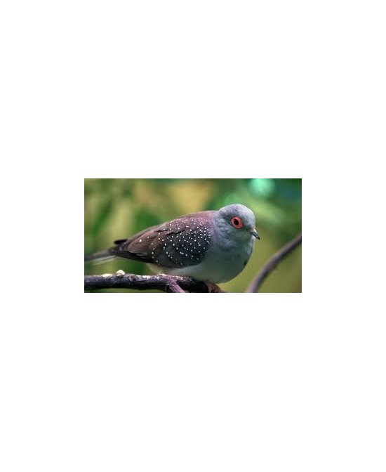TORTOLA DIAMANTE