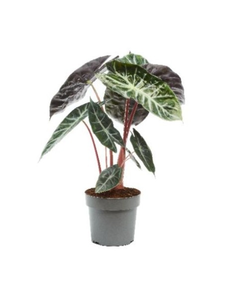 Comprar Alocasia Pink Dragon M17 | Planta de interior exótica | Endanea Garden