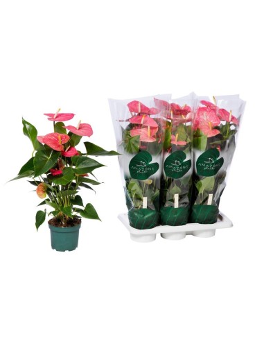 Comprar Anthurium Andr. Colorado M17 Rosa | Planta de interior elegante | Endanea Garden